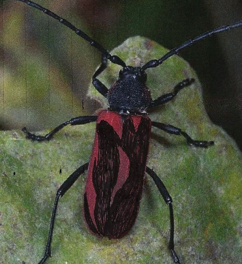 Purpuricenus kaehleri, Cerambycidae
