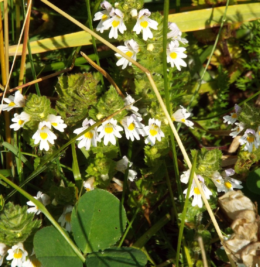 Quale Euphrasia?  Euphrasia cfr. rostkoviana (Lamiales - Orobanchaceae)