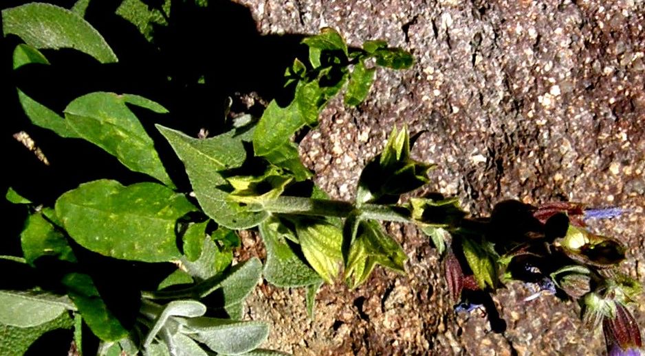 Salvia officinalis  (Lamiaceae)