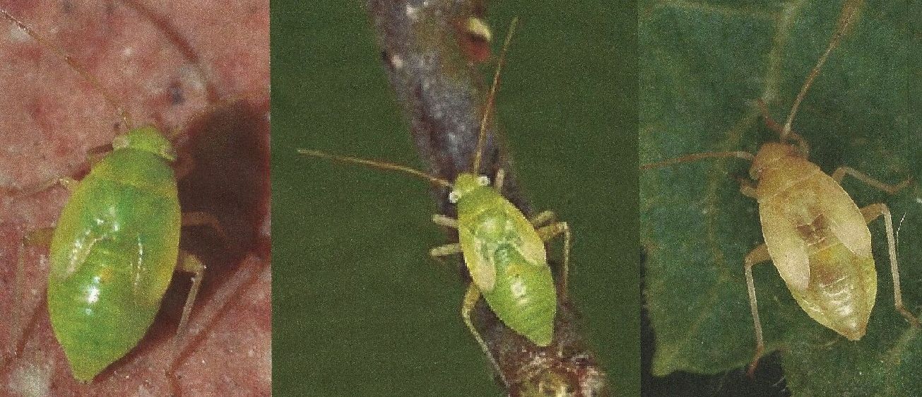 Ninfa di Pinalitus cervinus (Miridae)