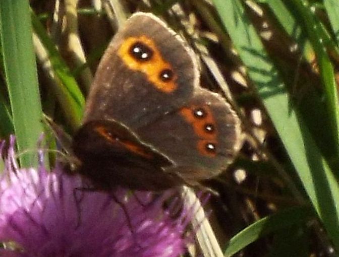 Farfalla da identificare - Erebia aethiops