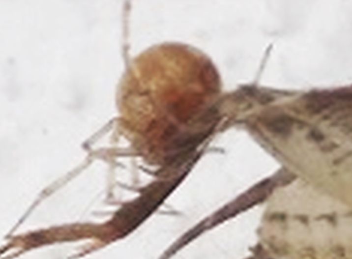 Steatoda triangulosa?  No, cfr. Theridion sp.  - Benevento