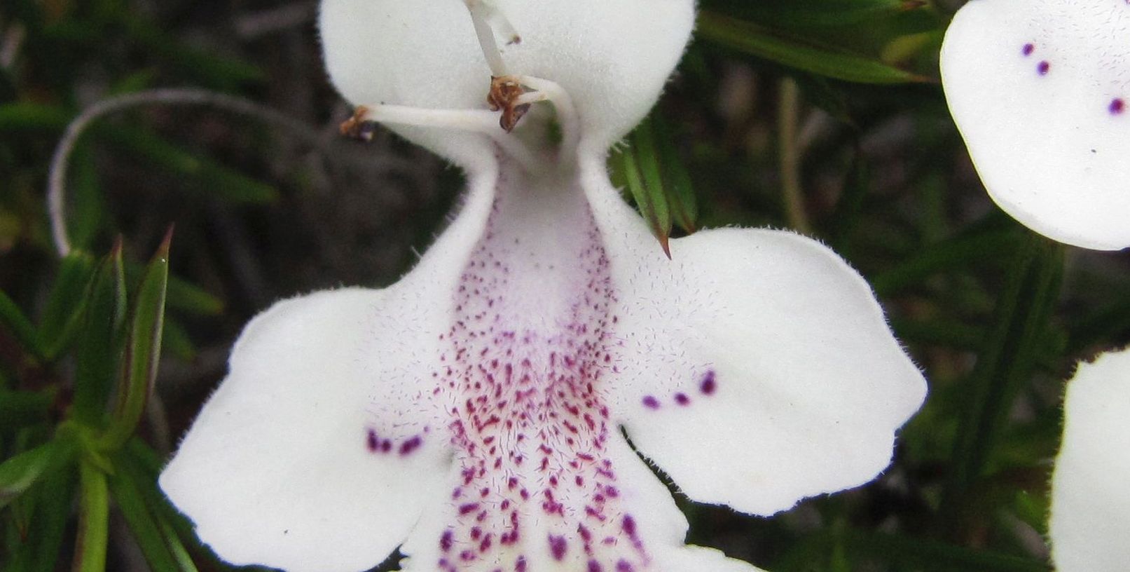 Hemiandra sp. (Lamiaceae) - Australia (WA)