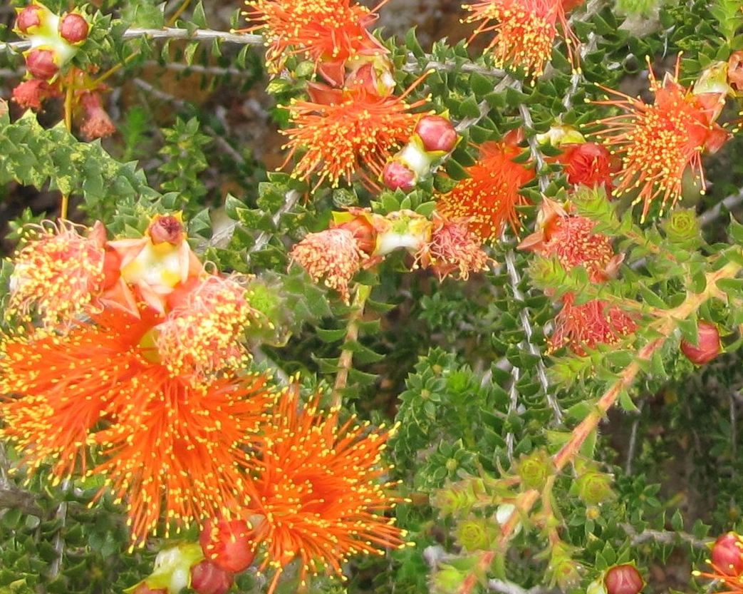 Eremaea beaufortioides e Melaleuca sensu Craven - WA