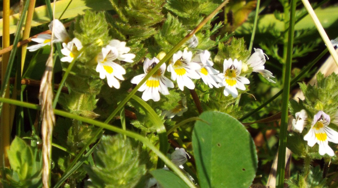 Quale Euphrasia?  Euphrasia cfr. rostkoviana (Lamiales - Orobanchaceae)