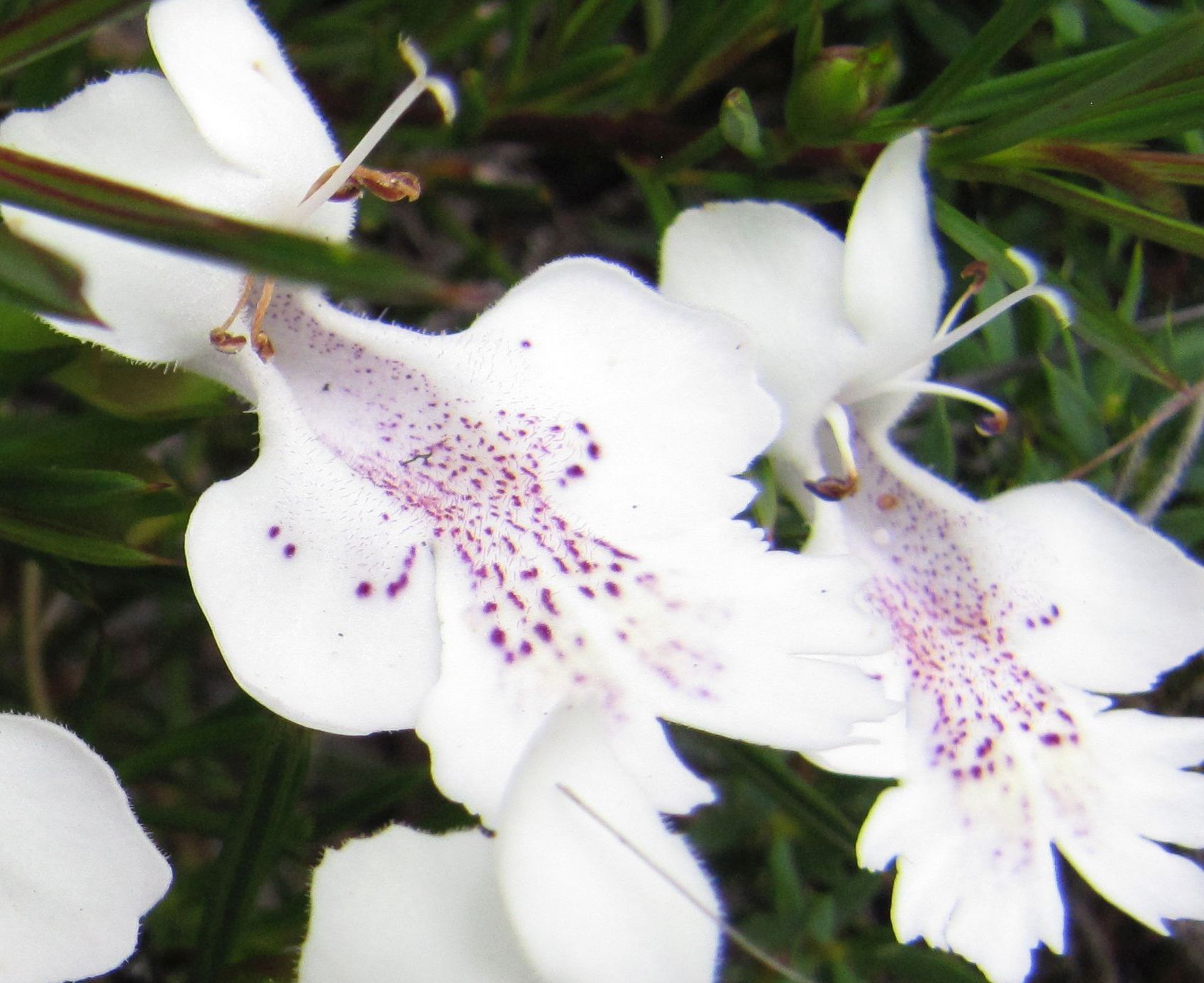 Hemiandra sp. (Lamiaceae) - Australia (WA)