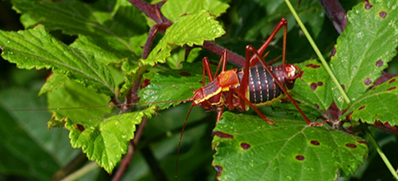 Phaneropteridae:  Barbitistes alpinus, maschio