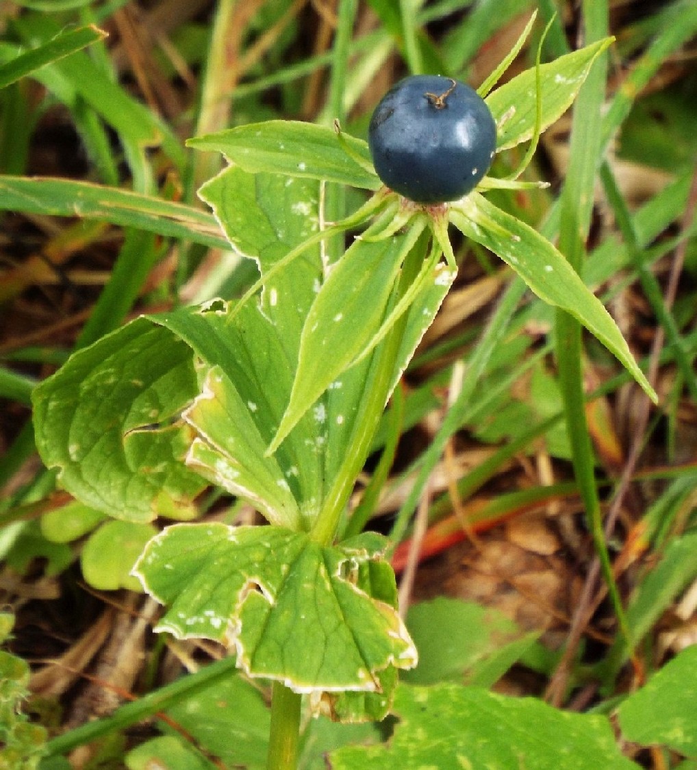 Un''unica bacca blu - Paris quadrifolia