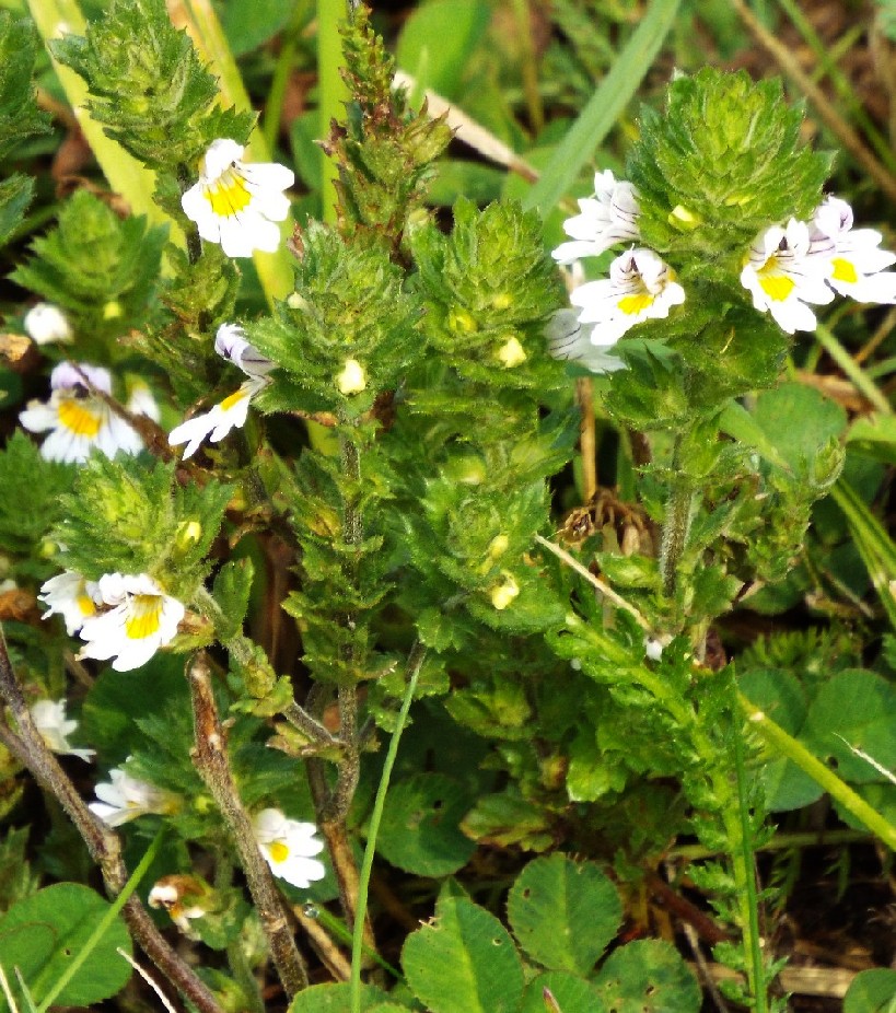 Quale Euphrasia?  Euphrasia cfr. rostkoviana (Lamiales - Orobanchaceae)