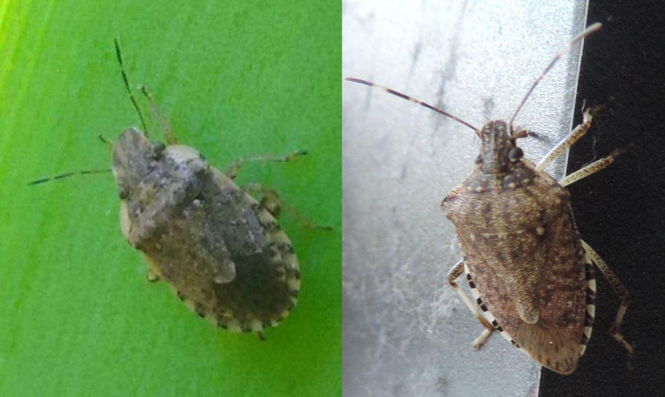 Pentatomidae:  Halyomorpha halys?  No, Sciocoris sp.