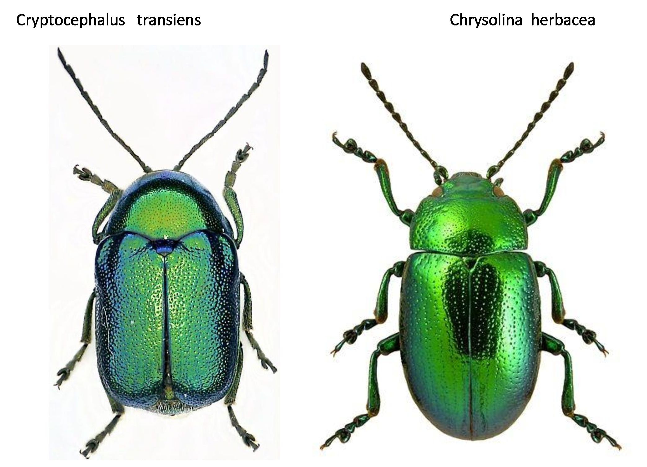 Chrysomelidae:   Cryptocephalus cfr. transiens