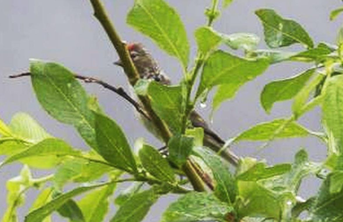 Identificazione:  Organetto (Carduelis flammea)