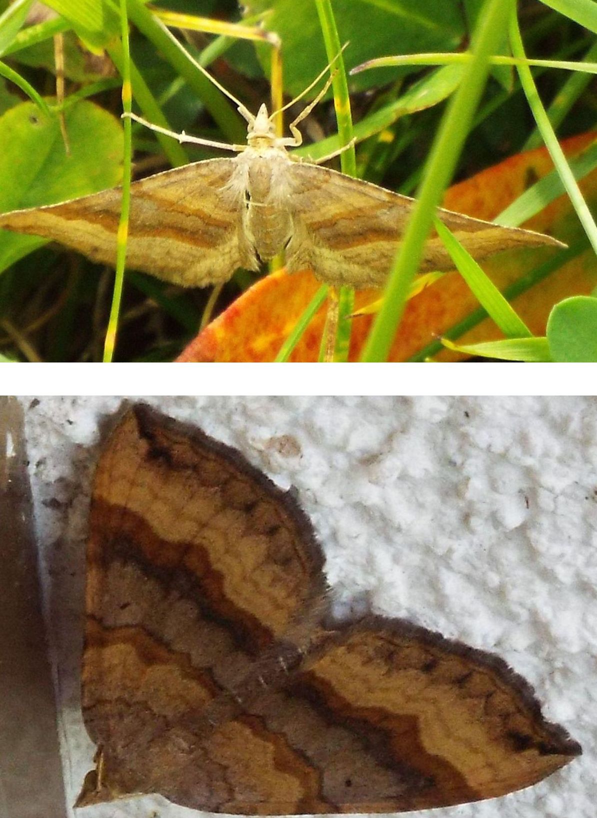 Scotopteryx chenopodiata  (Geometridae)