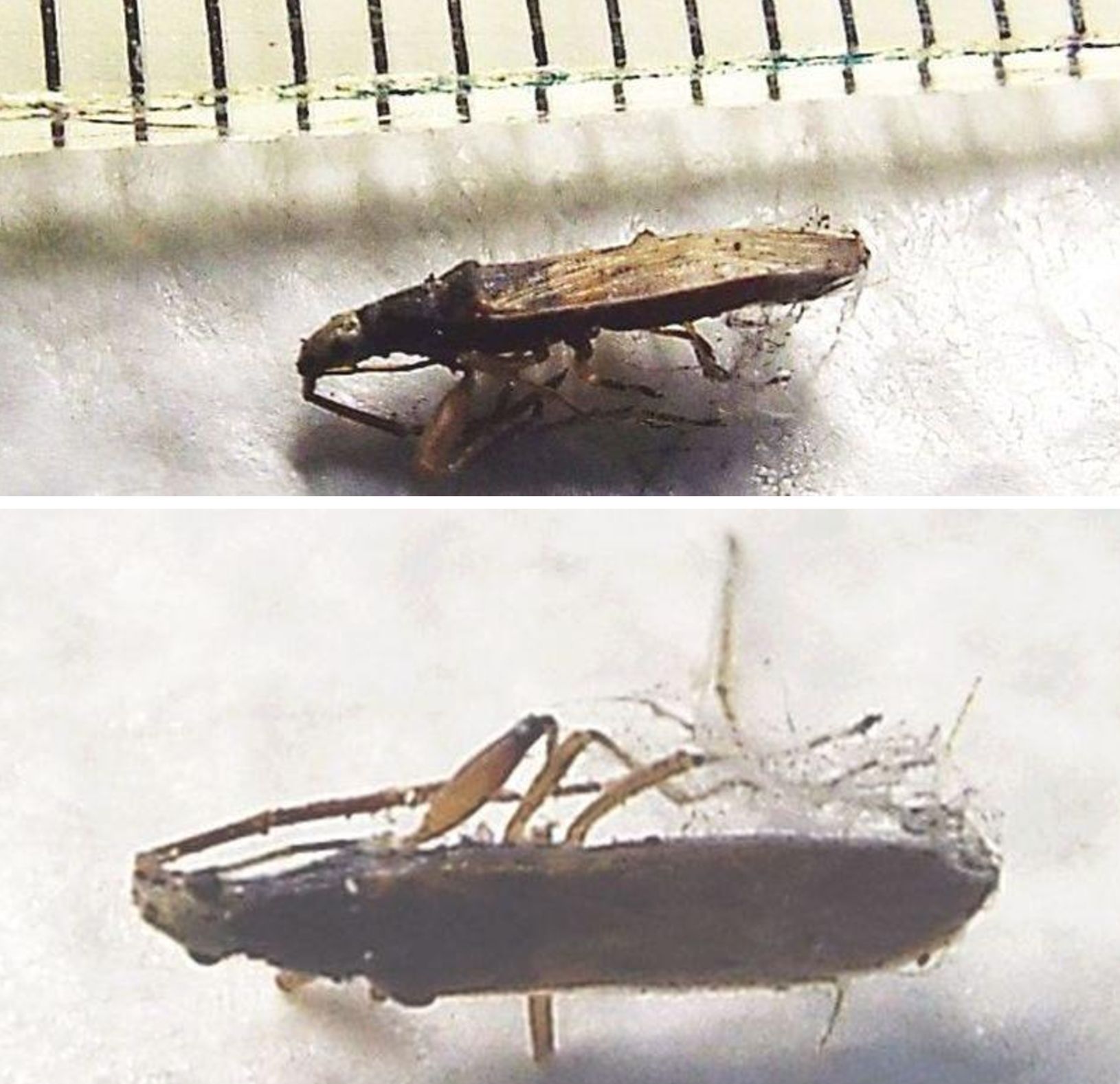 Preda di qualche ragno:  Paromius gracilis (Lygaeidae)