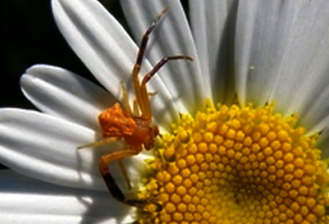 Thomisidae su fiore:  Thomisus onustus