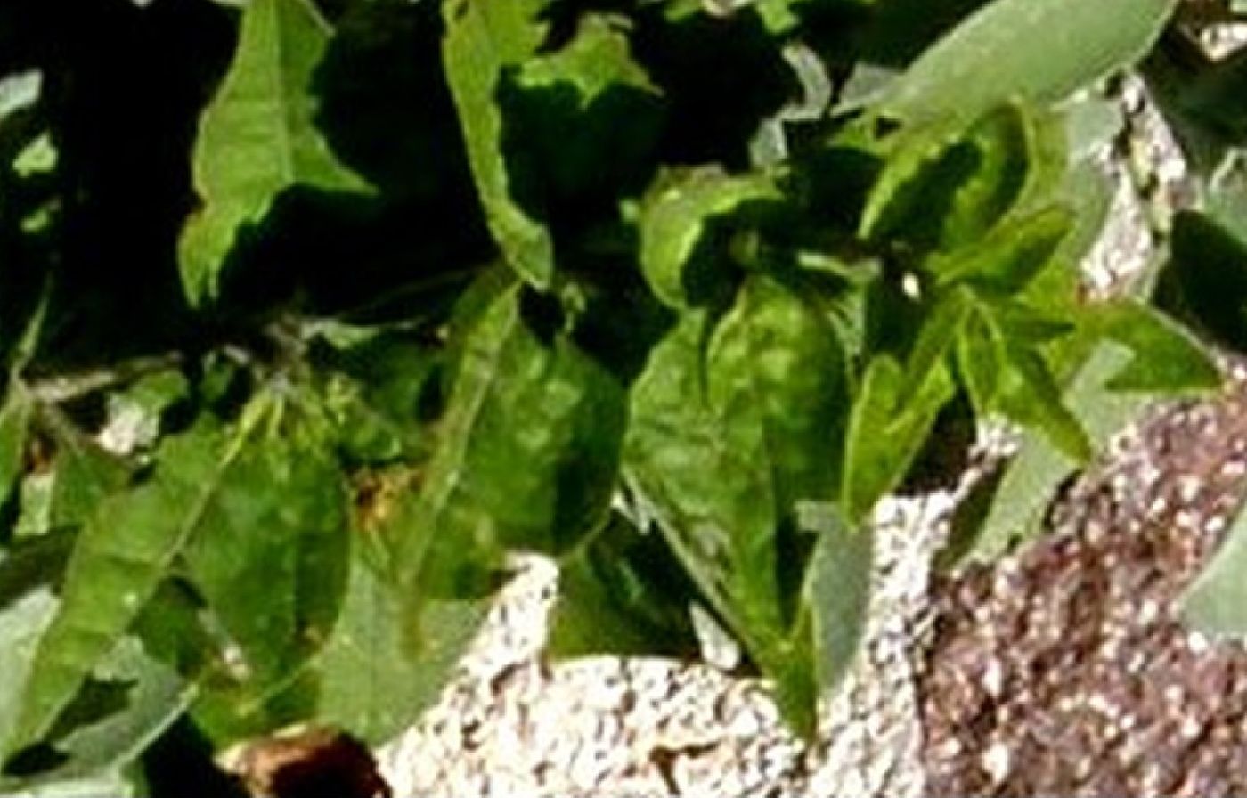 Salvia officinalis  (Lamiaceae)