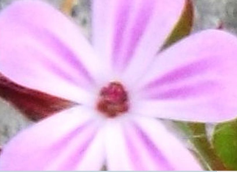 Geranium robertianum (Geraniaceae)