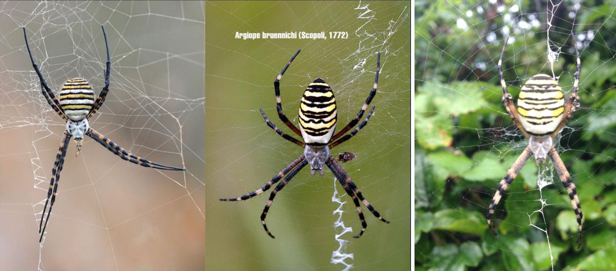 Quale Argiope? Argiope bruennichi - Sestri Levante (GE)