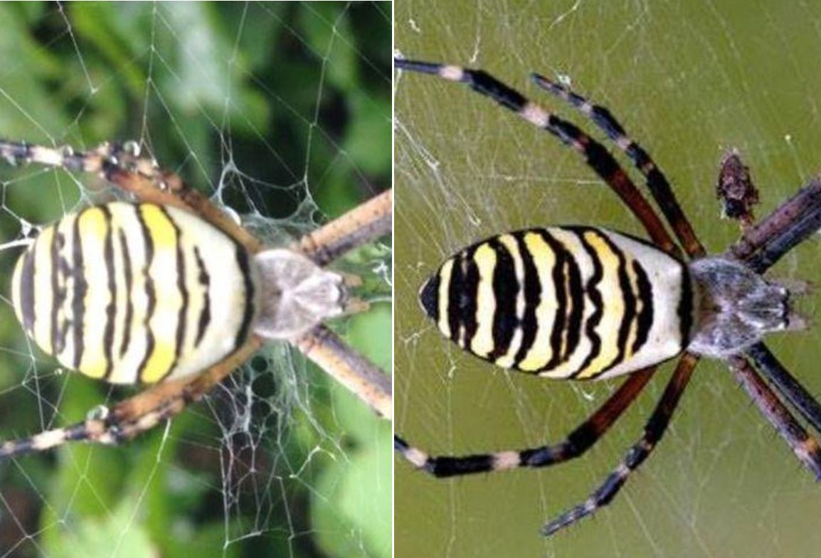 Quale Argiope? Argiope bruennichi - Sestri Levante (GE)