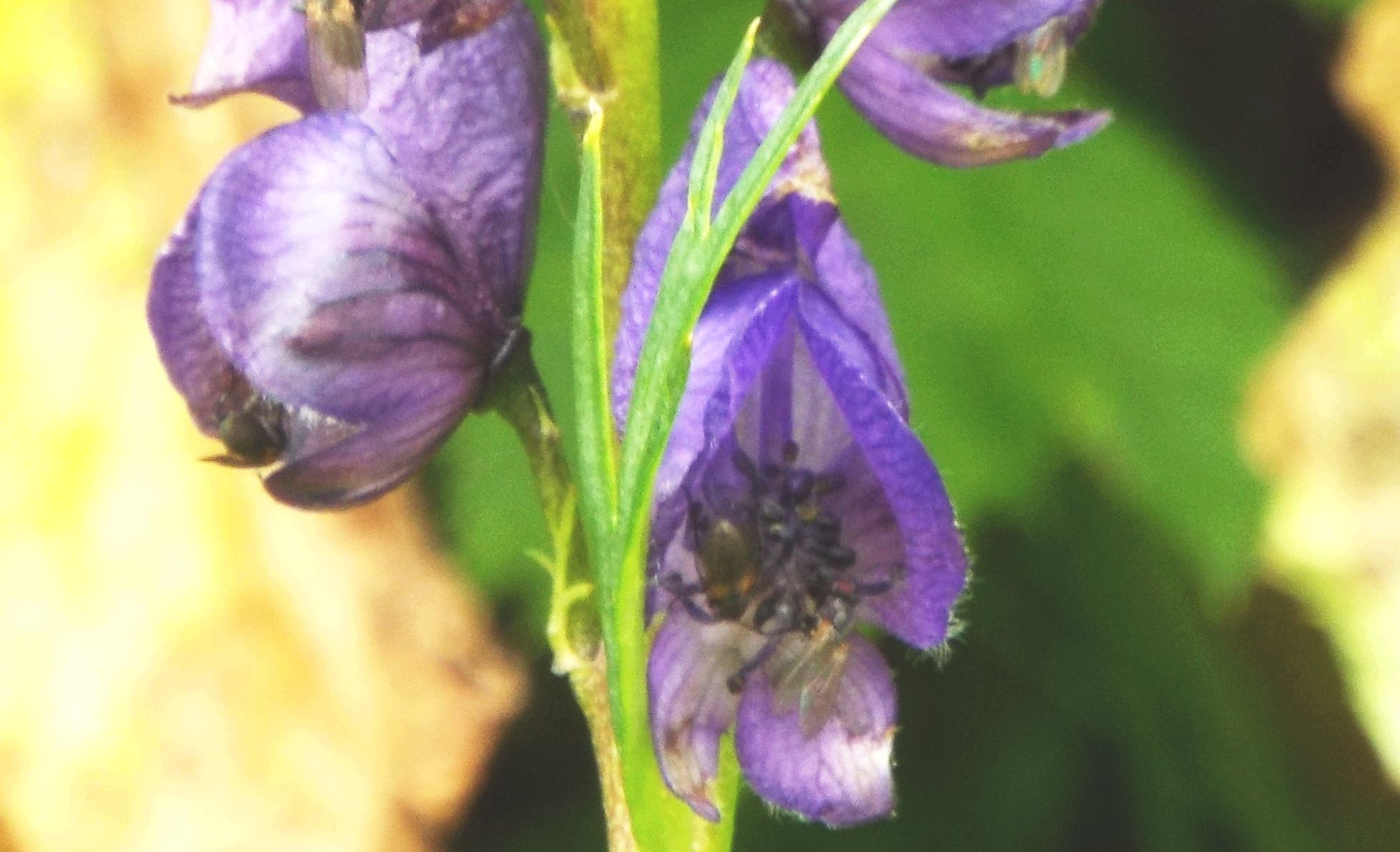 Aconitum cfr. napellus (Ranunculaceae)