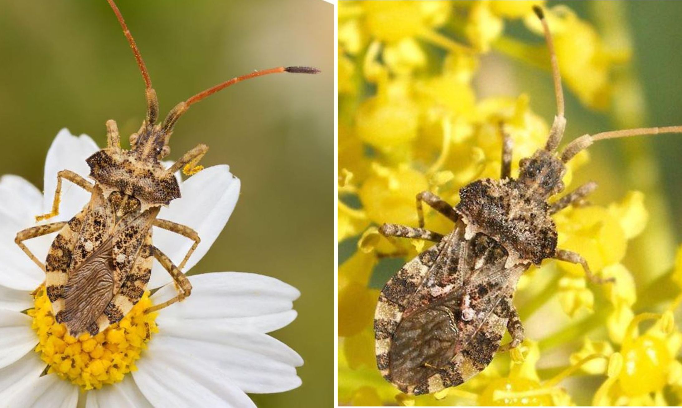 Coreidae: Centrocoris spiniger