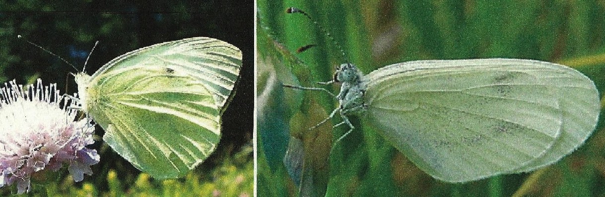 da determinare - Pieris brassicae