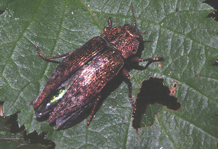 Buprestidae: Agrilus sp. ?  No, Dicerca sp.