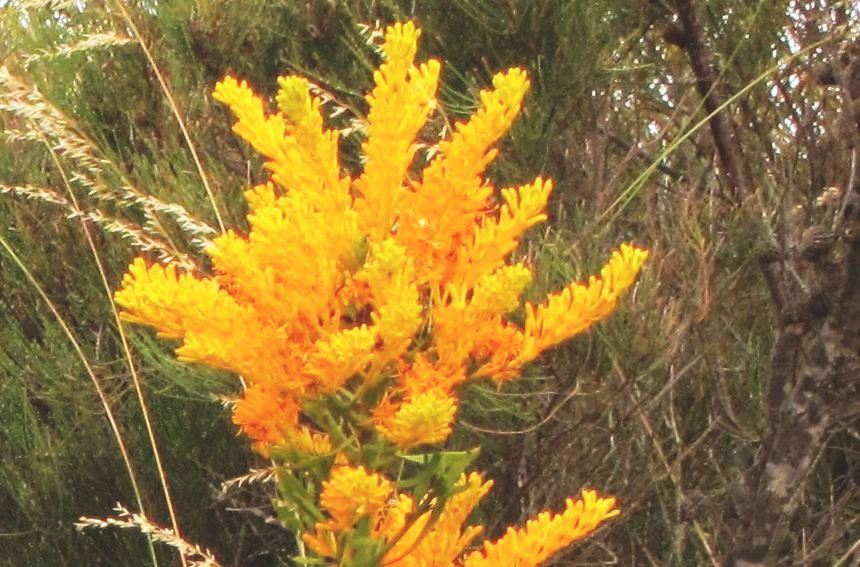 Nuytsia floribuna (Loranthaceae)  - Australia (WA)