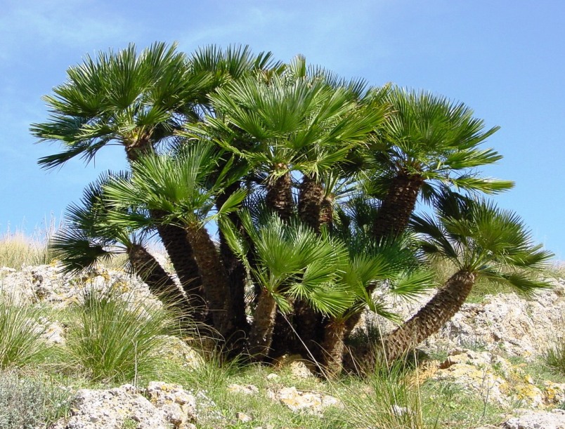 Chamaerops humilis / Palma nana mediterranea