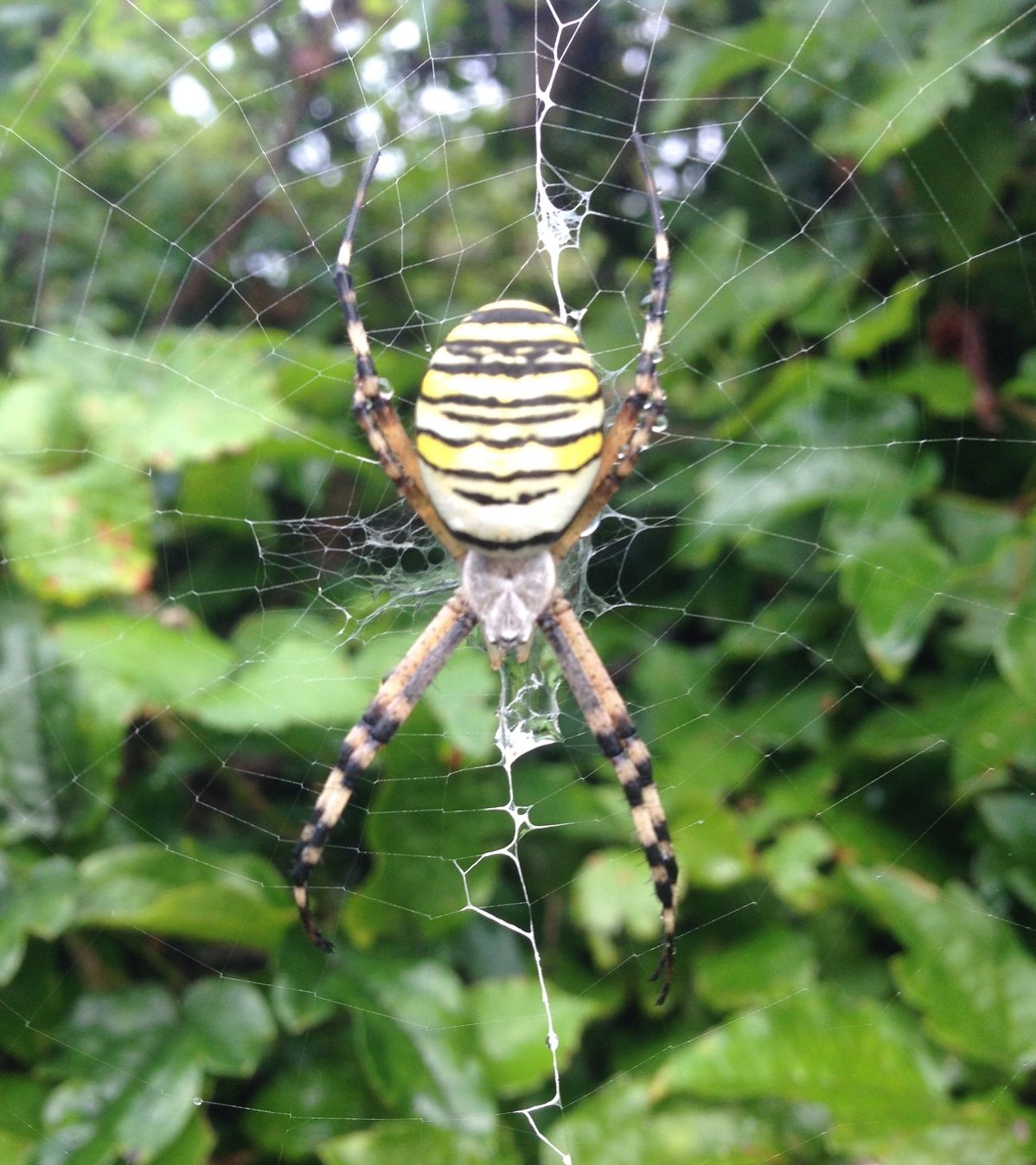 Quale Argiope? Argiope bruennichi - Sestri Levante (GE)