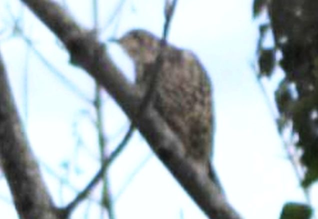 ID: Tordela (Turdus viscivurus)