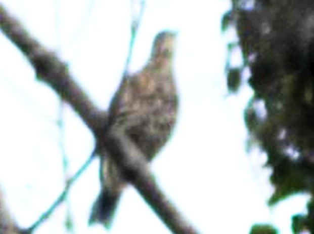 ID: Tordela (Turdus viscivurus)