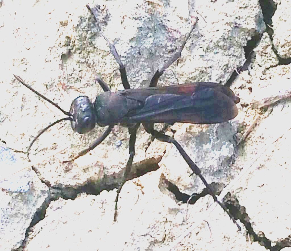 Sphecidae... ? No, Pompilidae: Entomobora sp.