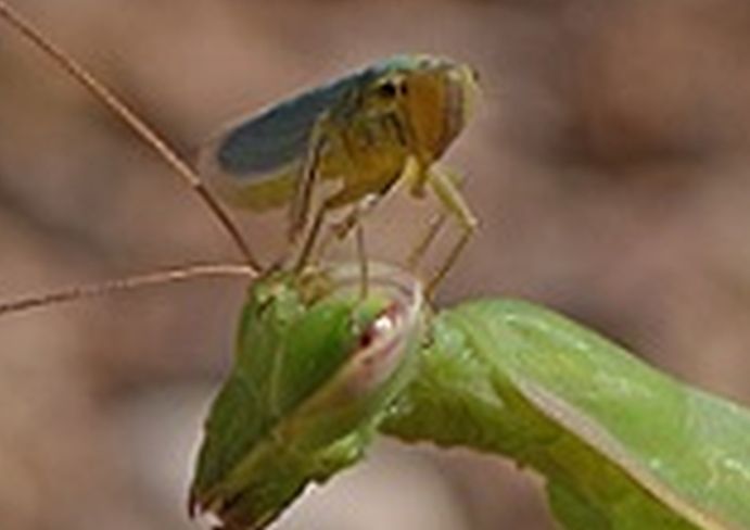 Mantide religiosa con passeggero