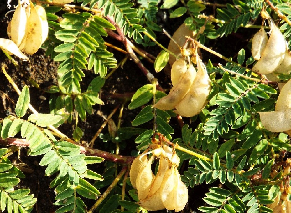 Astragalus penduliflorus / Astragalo a fiori pendenti