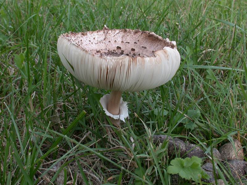 Passeggiata...(Macrolepiota procera)