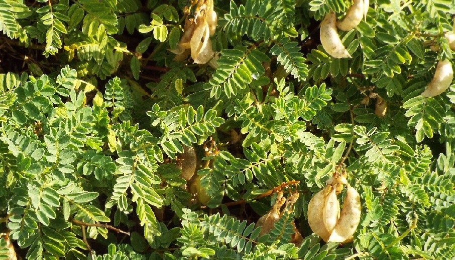 Astragalus penduliflorus / Astragalo a fiori pendenti