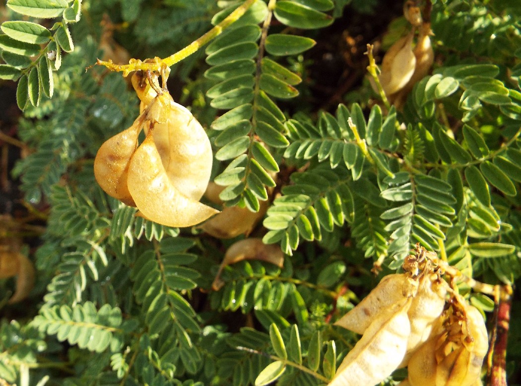 Astragalus penduliflorus / Astragalo a fiori pendenti