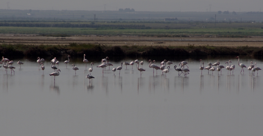 saline di Margherita