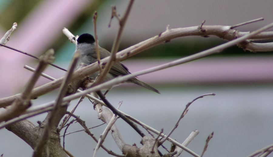 Ospiti in giardino