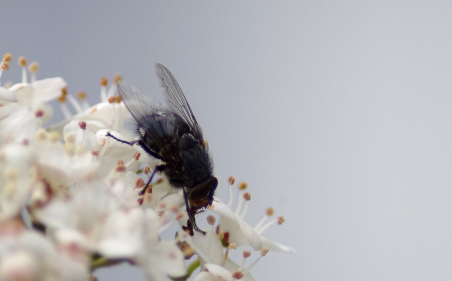 Calliphora vicina