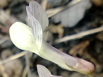 Vicia pseudocracca