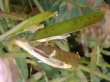 Vicia pseudocracca