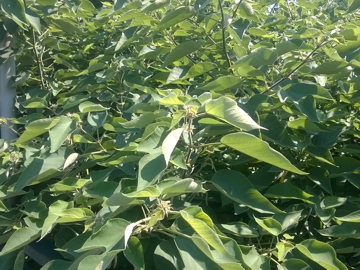 Broussonetia papyrifera / Gelso da carta