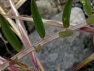 Vicia pseudocracca