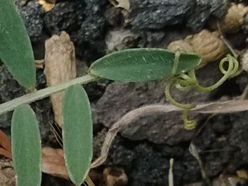 Vicia pseudocracca