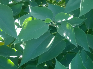 Broussonetia papyrifera / Gelso da carta