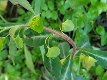 Euphorbiacea incognita