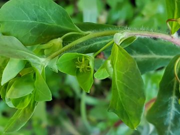 Euphorbiacea incognita