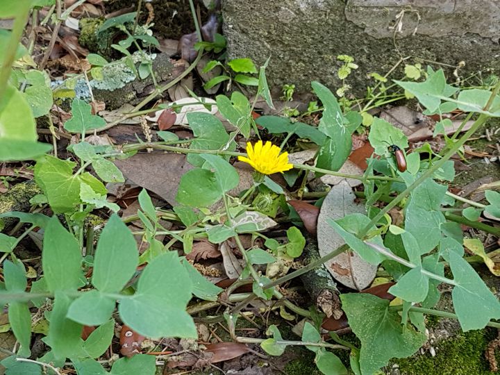 Asteraceae: Sonchus tenerrimus